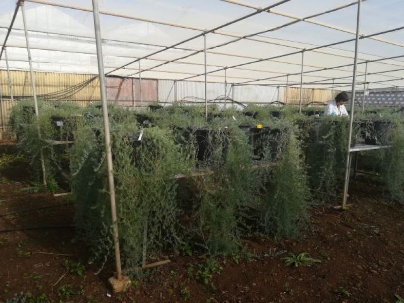 Política Territorial obtiene 100 réplicas del pico de paloma, planta única en el mundo