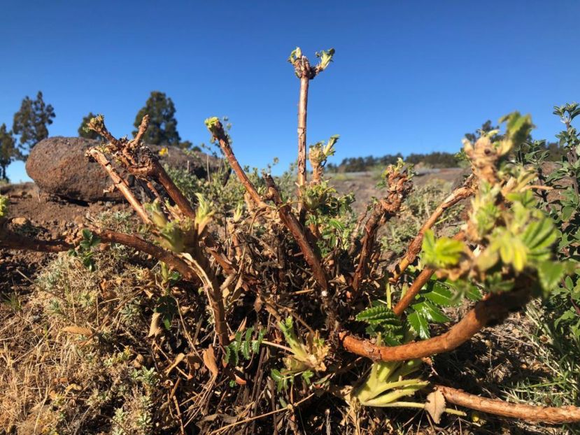 Centinela – Ecologistas en Acción: La Palma, mejor sin arruís