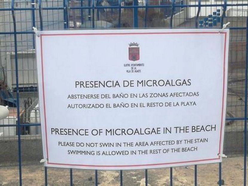 Agaete: Aviso de la llegada de microalgas a las zonas de ba&ntilde;o