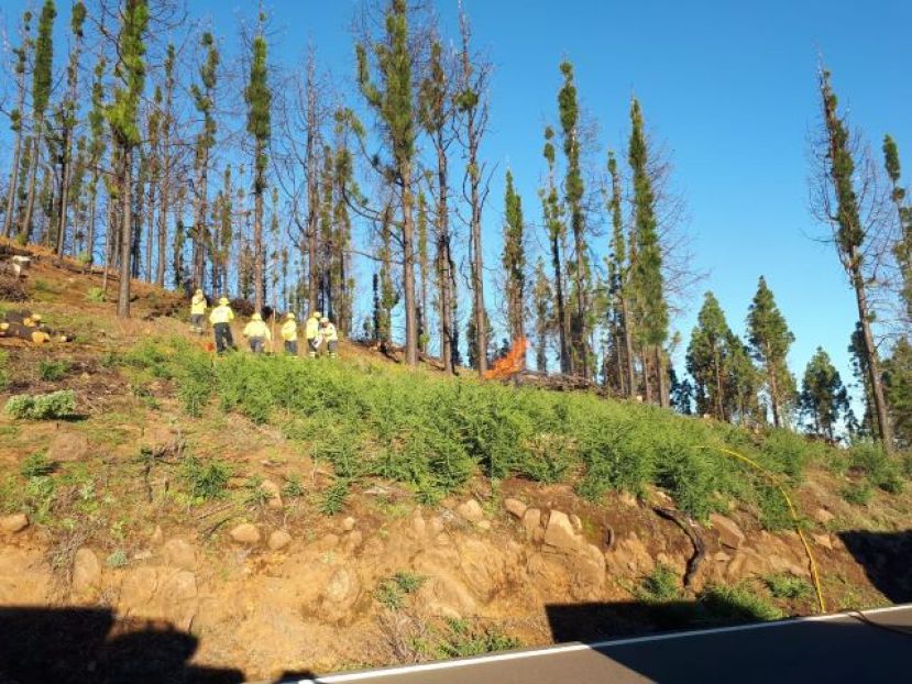 El Cabildo realiza quemas por montones para dificultar la propagaci&oacute;n del fuego y usa los troncos para enfajinar la tierra y frenar la erosi&oacute;n