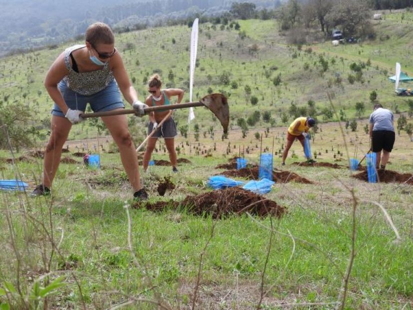 Foresta y la Regata ARC renuevan un año más compromiso de reforestación con GC