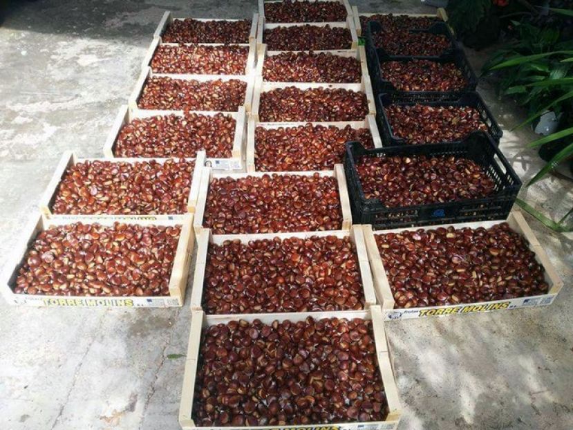 Kilos y kilos de casta&ntilde;as tostadas en la noche parrandera de Caser&oacute;n (Valleseco)