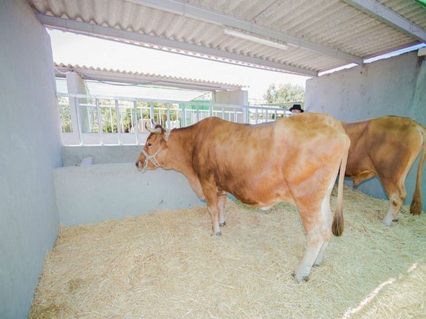 El Cabildo ayuda con 30.000 euros a los ganaderos de vaca canaria