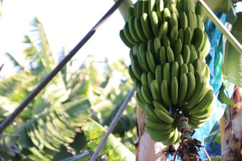 Agricultura inicia una campaña para el control del picudo negro de platanera