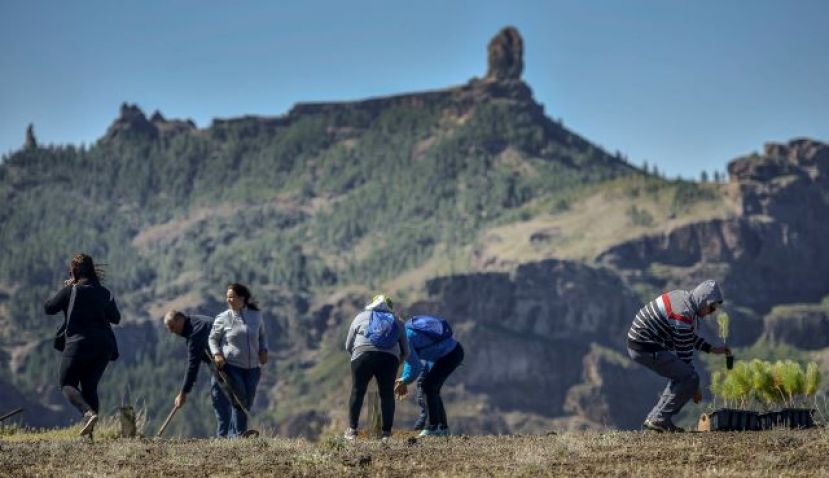 Foresta gana el certamen de la Fundaci&oacute;n Ecodes para reforestar la cumbre de GC