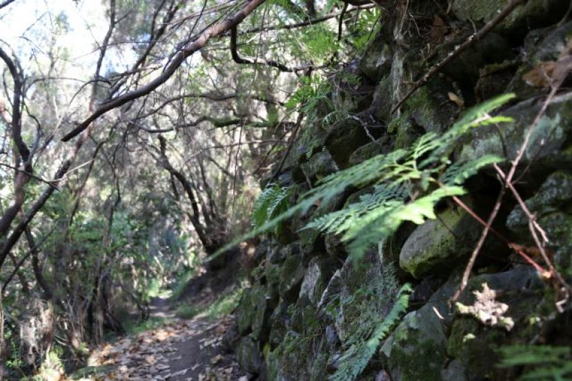 Valleseco: Senderismo por el Barranco del Rapador