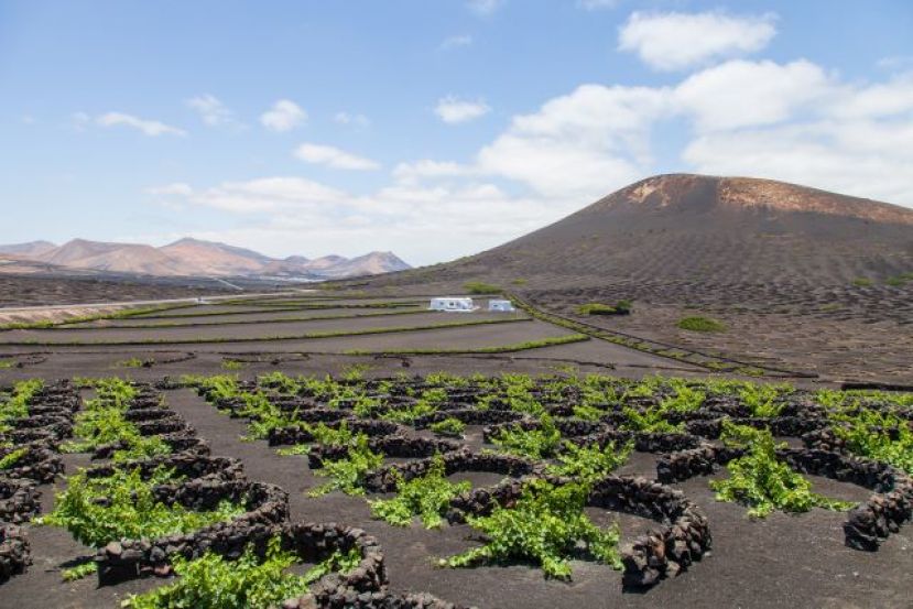 Agricultura convoca ayudas de 3,7 millones al cultivo de la viña por hectárea