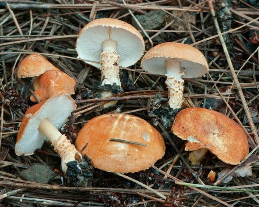 Producci&oacute;n de setas, manejo de explotaciones porcinas y riesgos laborales en agricultura, entre los cursos del Cabildo para septiembre