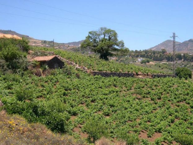 El Cabildo crear&aacute; una &lsquo;cotmac&rsquo; t&eacute;cnica que garantice la coherencia territorial