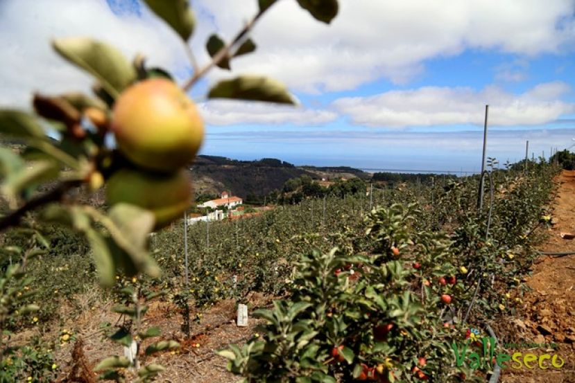 Se espera una buena cosecha de manzanas en Valleseco