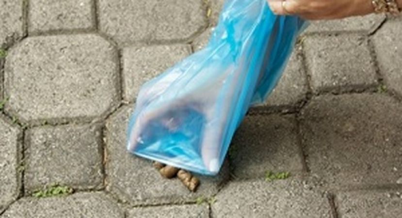 Santa Br&iacute;gida: Bando sobre la recogida de excrementos de animales