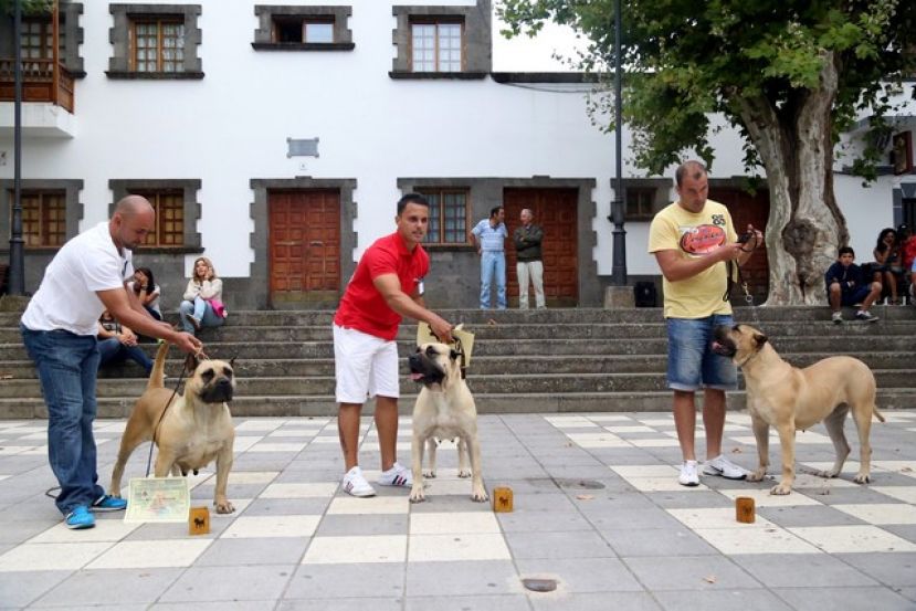 Valleseco acoge el II Concurso Canino de Razas de Canarias