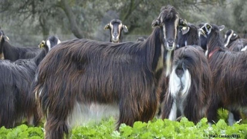 El Cabildo y una veintena de apa&ntilde;adores se re&uacute;nen para retirar ganado asilvestrado