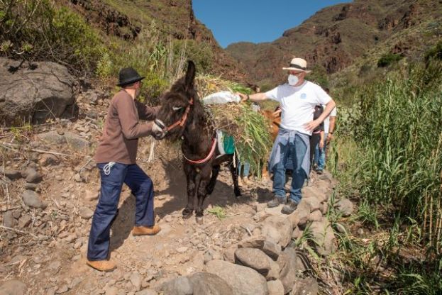 El Camino de las Bestias llegará hasta la desembocadura del Barranco de Guayadeque