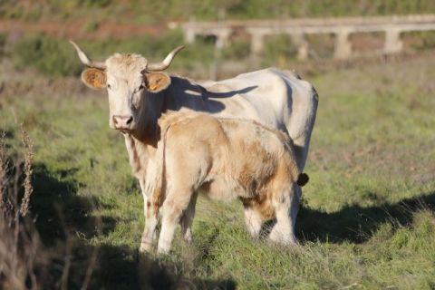 El Gobierno destina 1,7 millones de euros al suministro de animales reproductores