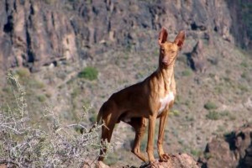 La Gomera: Pruebas de aptitud para la obtenci&oacute;n de la licencia de caza