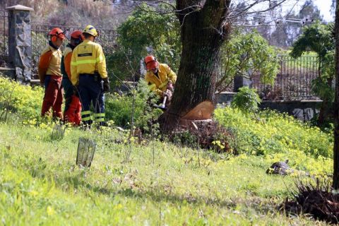 Valleseco: Talan algunos castañeros secos y enfermos en La Laguna