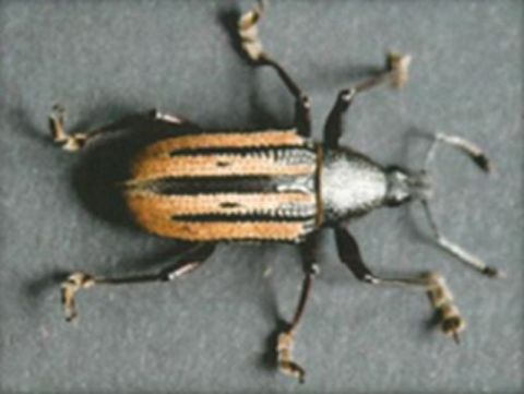 Teror: Charla sobre la "Nueva Plaga denominada Gorgojo de la ra&iacute;z&rdquo;