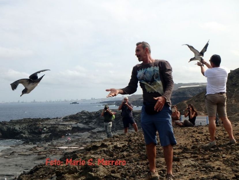 Participativa suelta de pardelas en la costa de Arucas