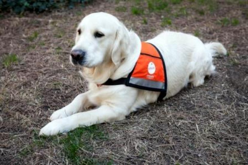 Affinity lleva perros a los juzgados para ayudar a victimas de violencia de g&eacute;nero