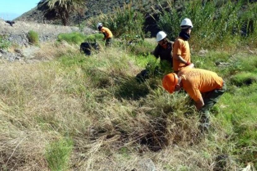 La Gomera: El Cabildo realiza tareas de control y erradicaci&oacute;n de flora invasora