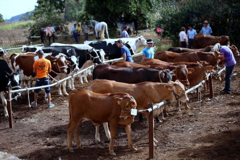 Valleseco: Feria de Ganado en el d&iacute;a grande de las fiestas de Lanzarote