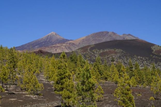 Transición Ecológica estudiará la salud de las repoblaciones de pinar canario en el Archipiélago