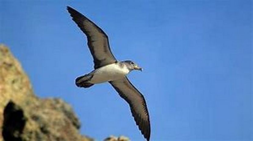 Podemos G&aacute;ldar denuncia los da&ntilde;os a la pardela cenicienta en Costa Botija