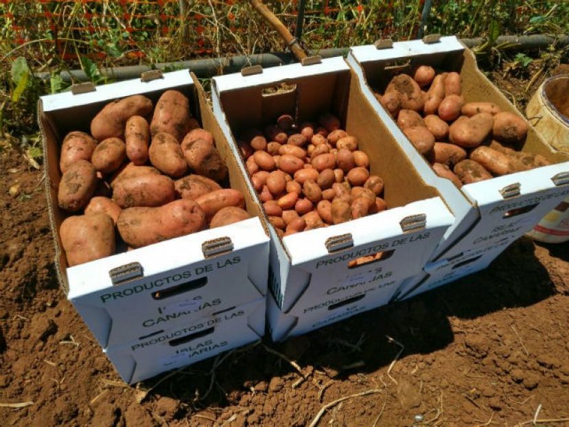 Cata de Papas para elegir las mejores variedades para arrugar, sancochar y fre&iacute;r