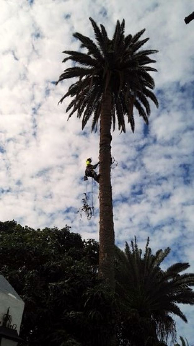 Agaete: Poda de palmeras en el Huerto de Las Flores