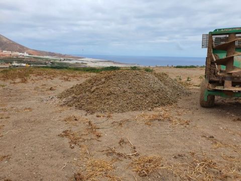 El Ayuntamiento de Gu&iacute;a present&oacute; denuncia en el Juzgado por la plaga de moscas