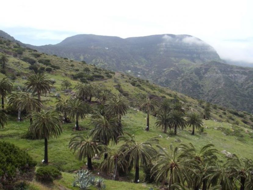 La Gomera: El Cabildo inicia los trabajos de localización y ordenación de los palmerales