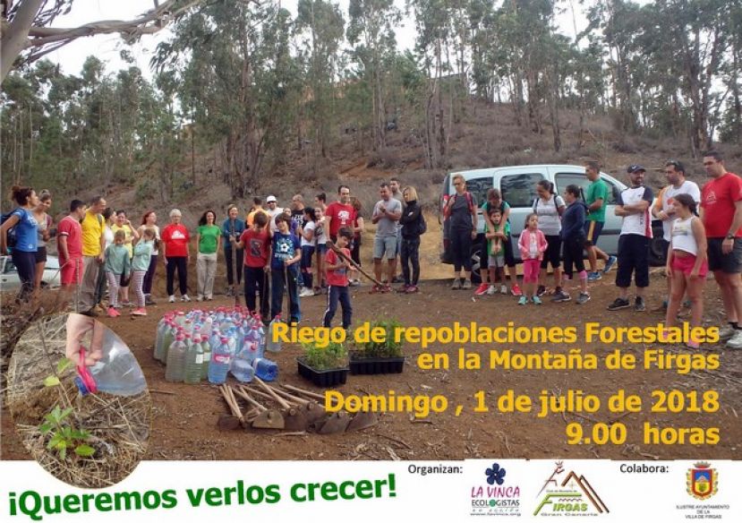 Firgas: Mantenimiento y riego de las repoblaciones de Laurisilva en la Monta&ntilde;a