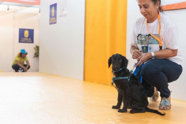 El Cabildo clausura Animundo con un nuevo hogar para los 45 perros mostrados en la pasarela de adopciones
