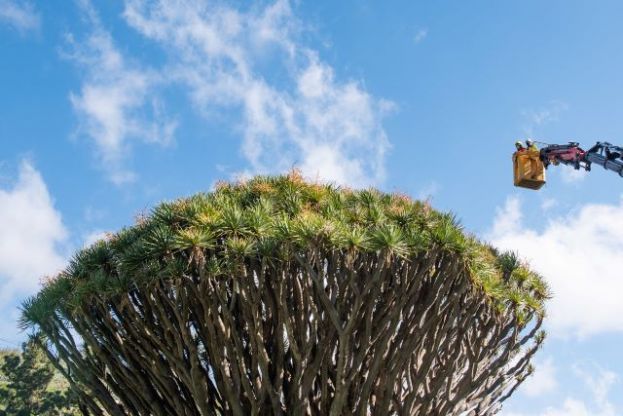 El Cabildo logra controlar la plaga que arriesgó los 240 años del Drago de Pino Santo, el mayor de Gran Canaria