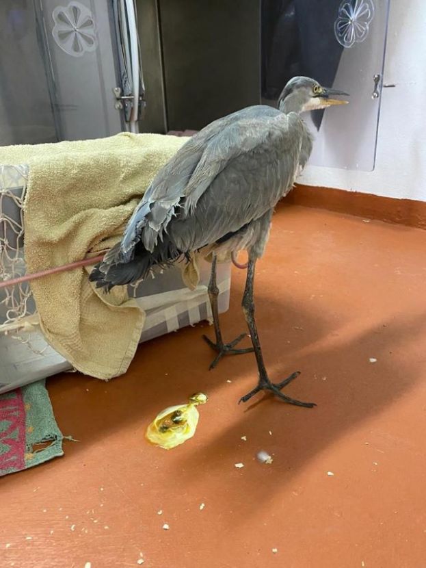 El Cabildo de Gran Canaria atiende en su Centro de Fauna Silvestre a una garza real que lleg&oacute; d&eacute;bil e inm&oacute;vil por botulismo