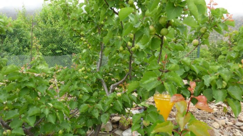 El Cabildo destina 18.000 euros al control de la mosca de la fruta