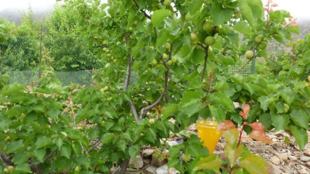 El Cabildo destina 18.000 euros al control de la mosca de la fruta