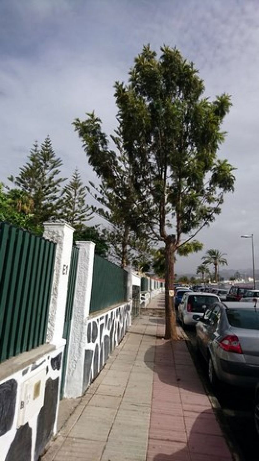 La man&iacute;a taladora de &aacute;rboles llega a Playa del Ingl&eacute;s, en el sur grancanario