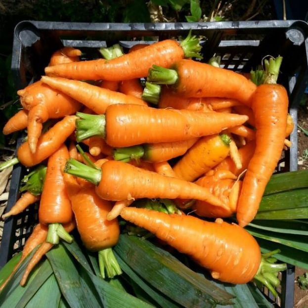 El Gobierno destina 17,6 millones de euros a 2.590 productores para comercializaci&oacute;n