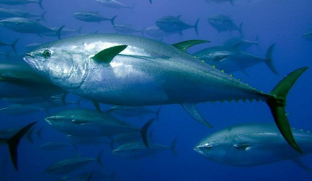 La petici&oacute;n para aumentar al 10 % la cuota de captura del at&uacute;n rojo a la flota canaria ser&aacute; votada en el pleno del Cabildo