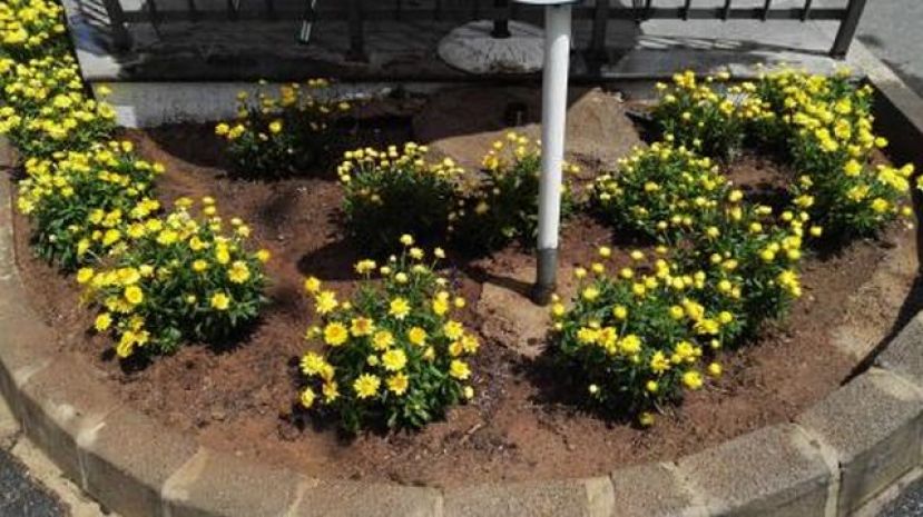 Agaete engalana sus parques y jardines
