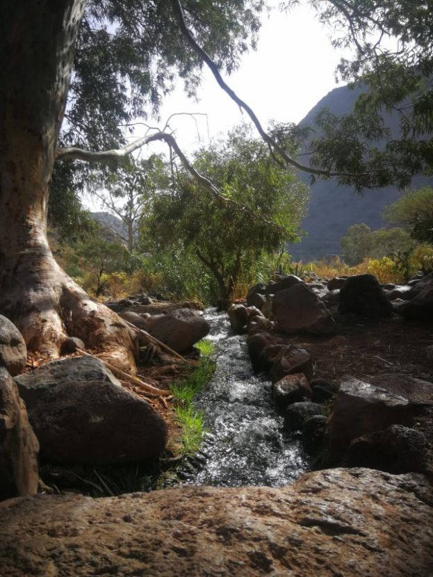 El Cabildo recupera cuatro kilómetros empedrados del Camino de las Bestias del Barranco de Guayadeque