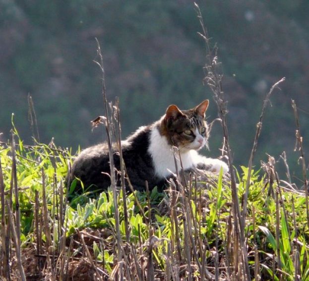 La ACEC aplaude la iniciativa del PACMA con los gatos de Gran Canaria