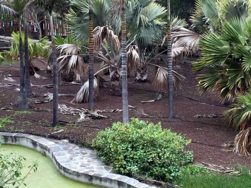 El PP denuncia el estado de abandono del espacio verde junto al Jardín Canario