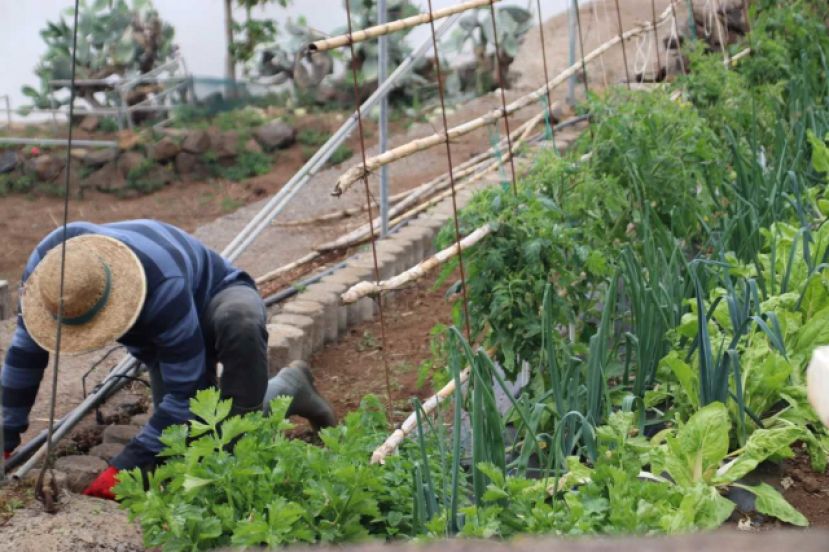 642 productores consiguen ayudas para la modernización en explotaciones agrícolas