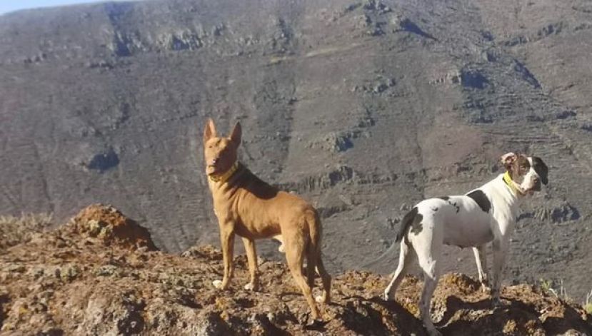 La Gomera: Aprobado el calendario de caza con escopeta a partir del 19 de septiembre