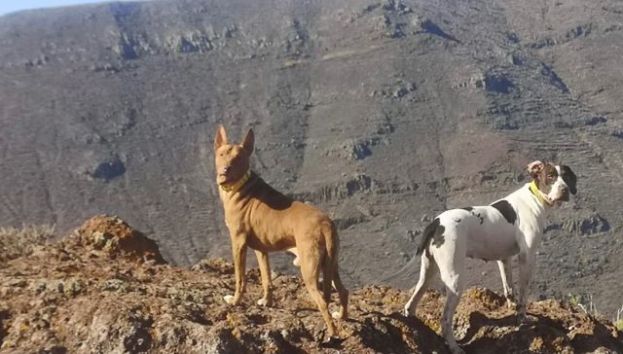 La Gomera: Aprobado el calendario de caza con escopeta a partir del 19 de septiembre