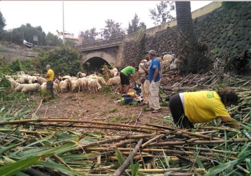 Participativa Acción de Ecovoluntariado en el Barranco de Cardones (Arucas)