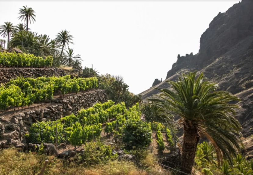 150 mil euros para mejoras en infraestructuras vitivin&iacute;colas de La Gomera
